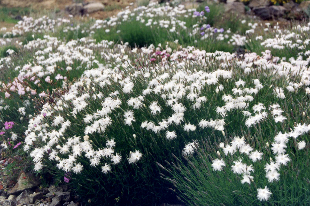Dianthus arenarius 5